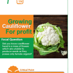 Growing Cauliflower for profit