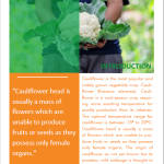 Cauliflower pg 1