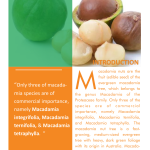 Economics of Macadamia Production_1