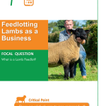 Feedlotting Lambs as a Business