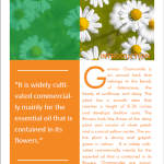 Growing Chamomile for profit PG 1