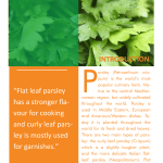Growing Parsley for profit_1