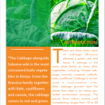 Growing cabbages pg 1
