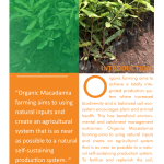 Introduction to Organic Macadamia Cultivation_1