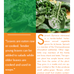 Spinach pg 1